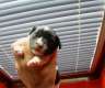 Chihuahua Jack Russel Mix welpen
